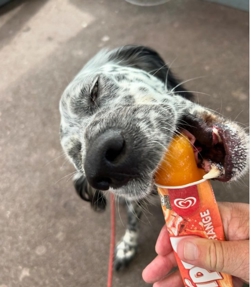 Dog defeats ice lolly