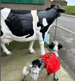 Can you give us a hand walking Hadrian's wall